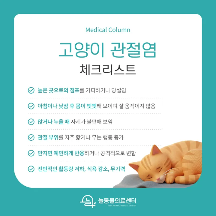 02_고양이관절염_늘동물의료센터.jpg