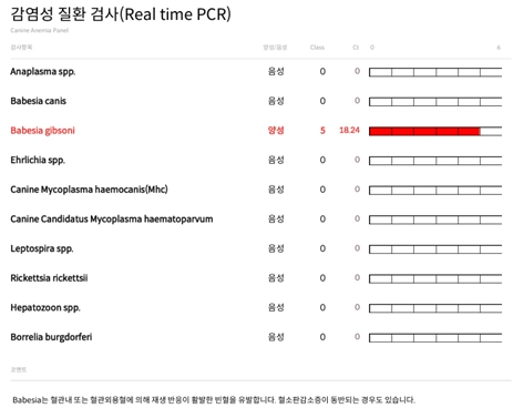 Babesia gibsoni 양성 PCR 검사 결과