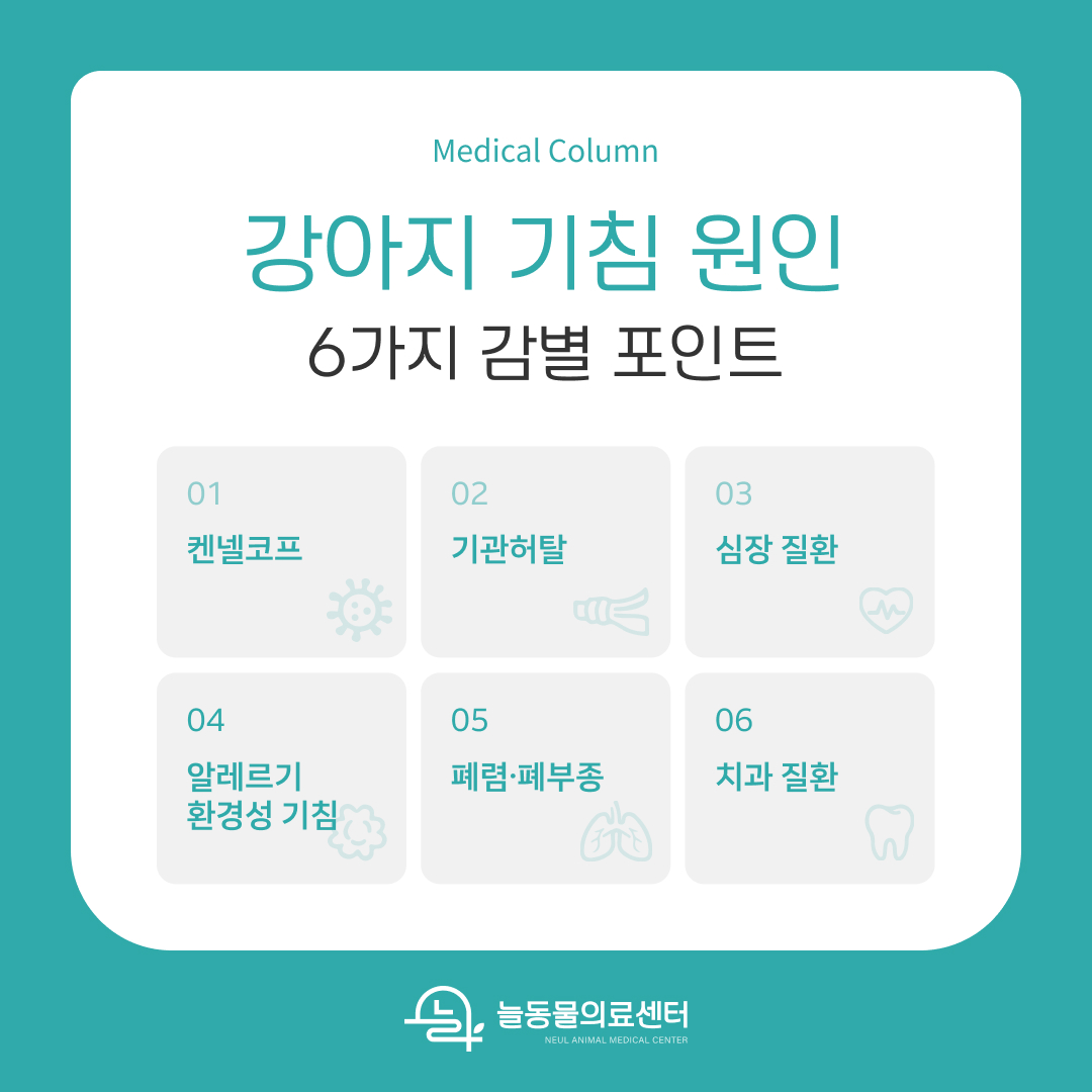 강아지 기침 원인 6가지 — 켄넬코프, 기관허탈, 심장질환, 알레르기, 폐렴, 치과질환