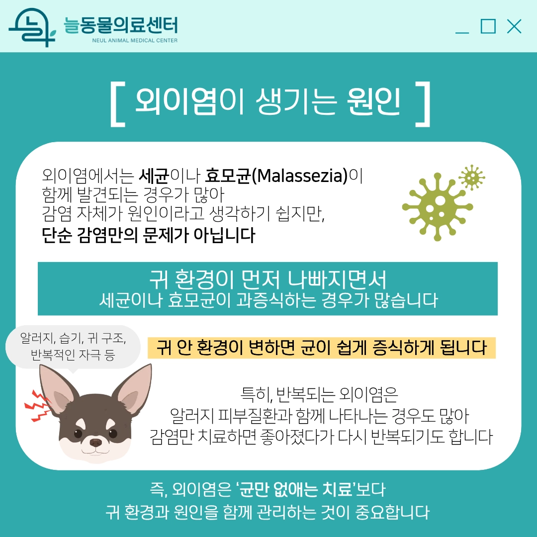 강아지 외이염 원인과 관리법 2