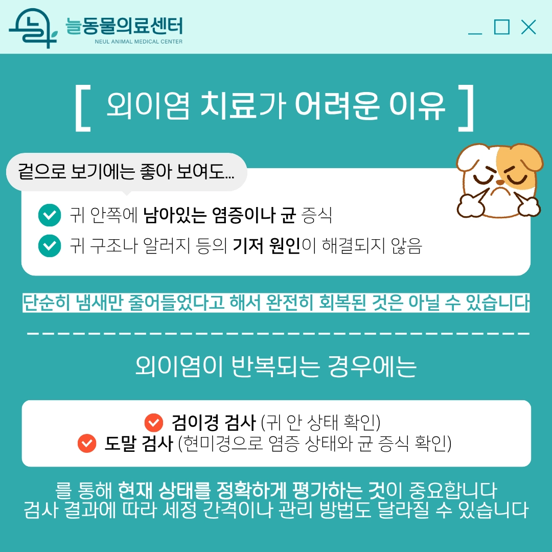 강아지 외이염 원인과 관리법 3