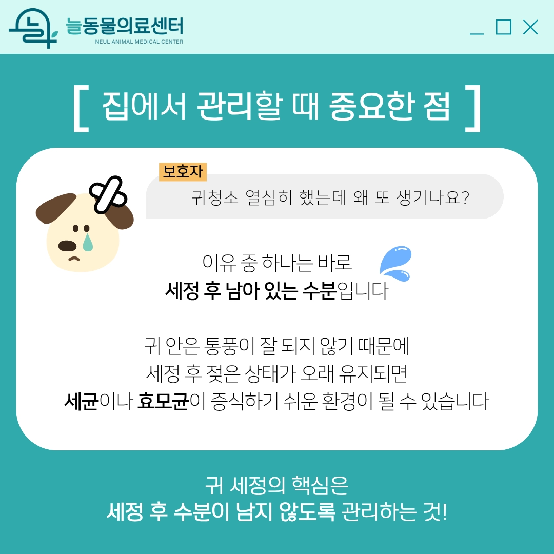 강아지 외이염 원인과 관리법 4