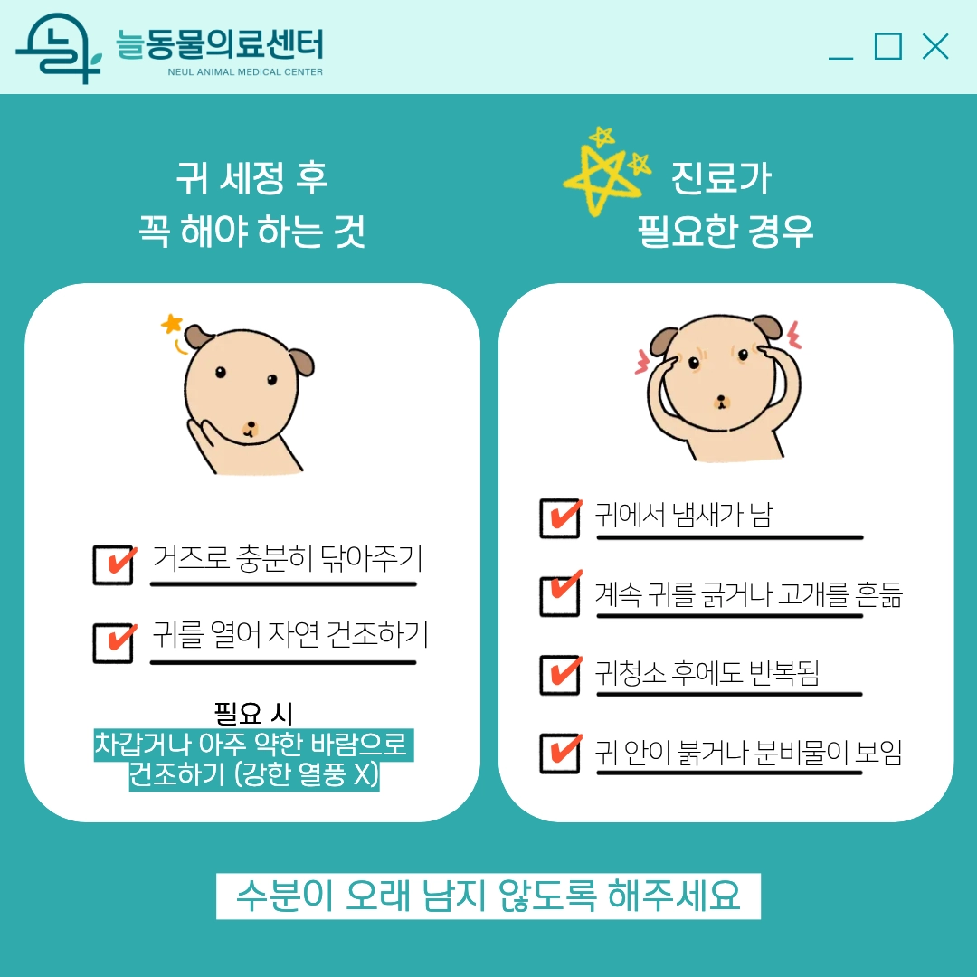 강아지 외이염 원인과 관리법 5