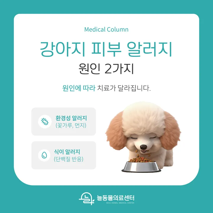 강아지 피부 알러지 원인 환경성과 식이성