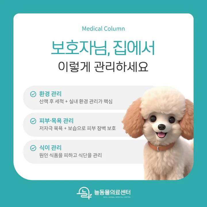 보호자가 실천할 수 있는 강아지 피부 관리법