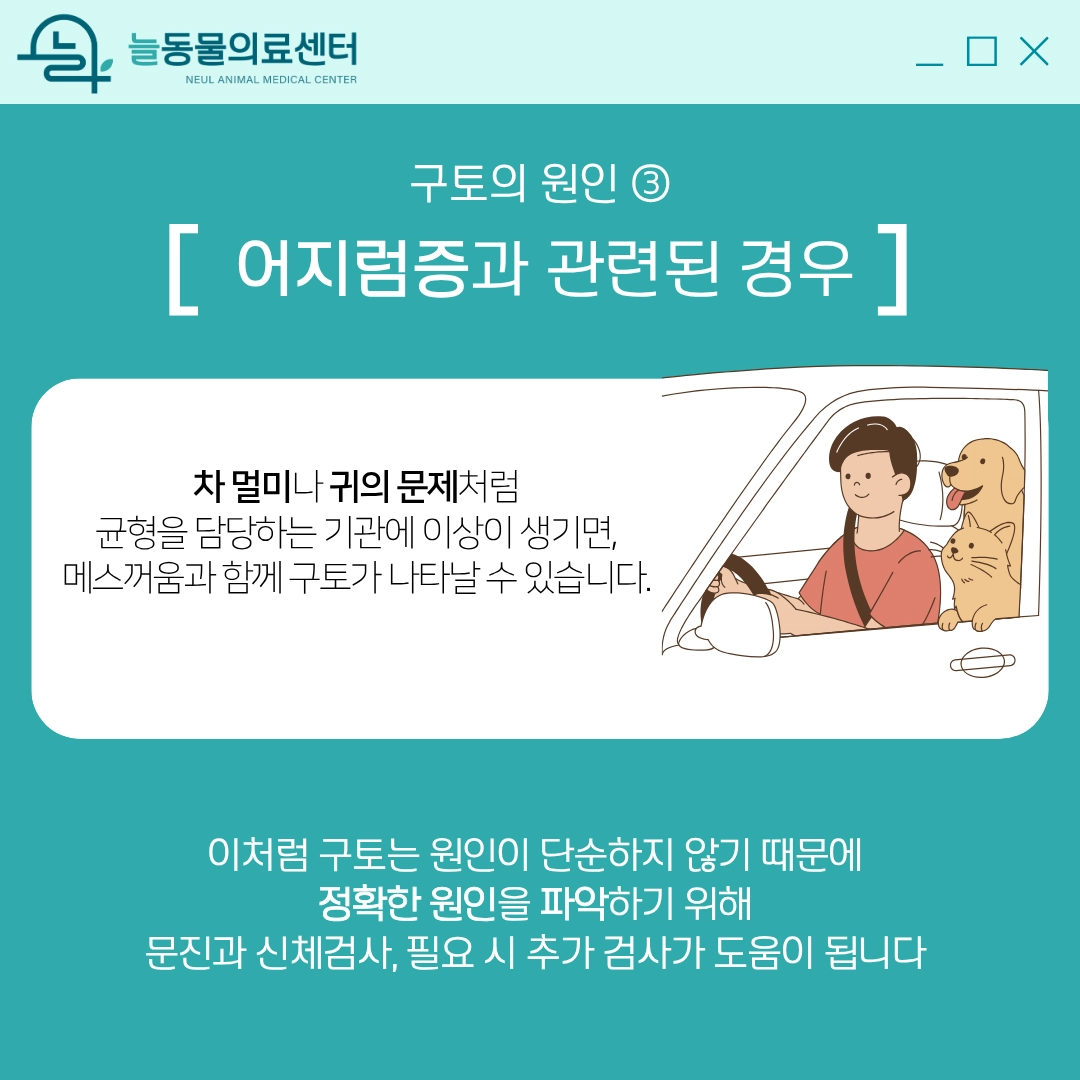 반려동물 구토 원인③ 어지럼증 — 차 멀미, 귀 질환으로 인한 구토